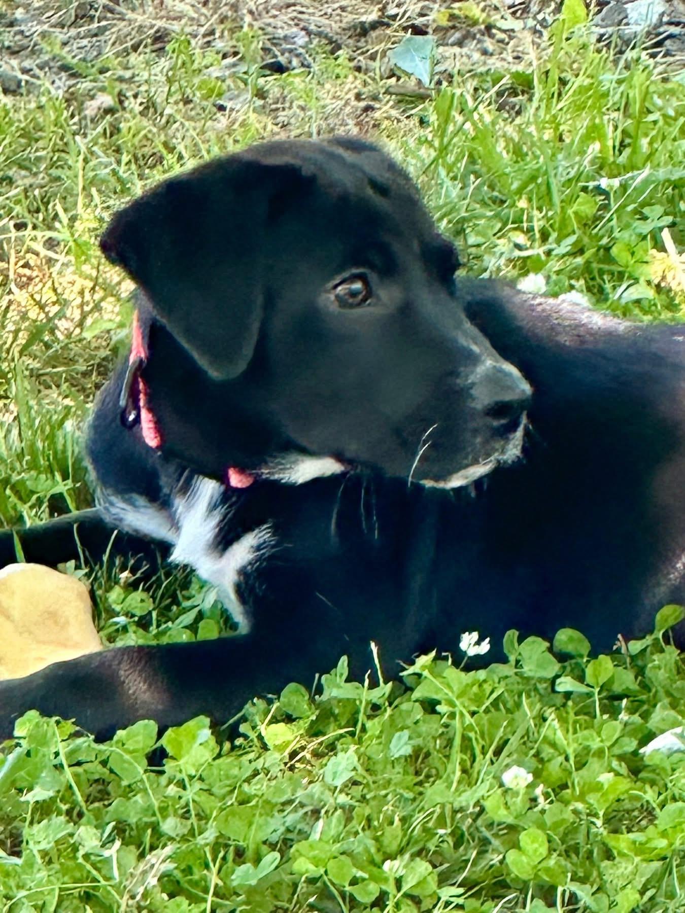 Cola, ADOPTABLE, Puppy Female Labrador Retriever.