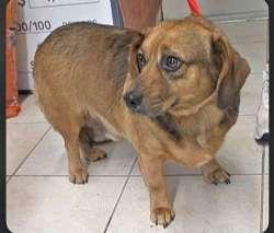 Joey, ADOPTABLE, Adult Male Dachshund.