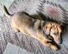 Enlarge Joey, a ADOPTABLE mixed breed in Sudbury, MA image 2/2