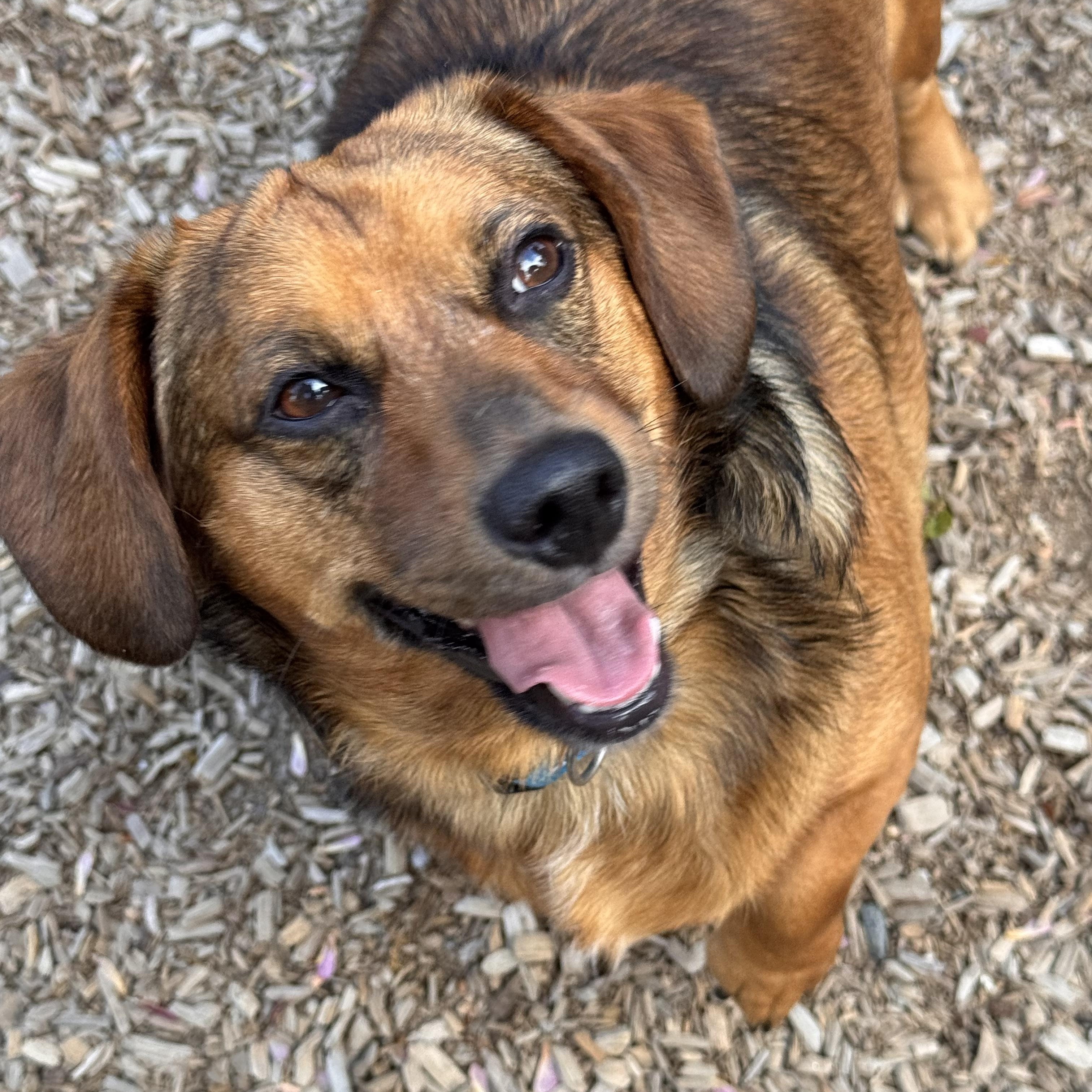 Joey, ADOPTABLE, Adult Male Dachshund.