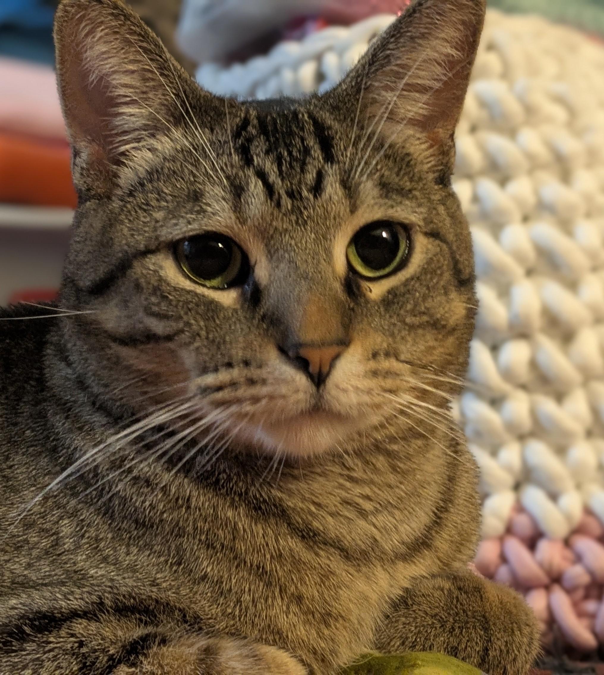 Simba, a Adoptable mixed breed in Minneapolis, MN image 5/6