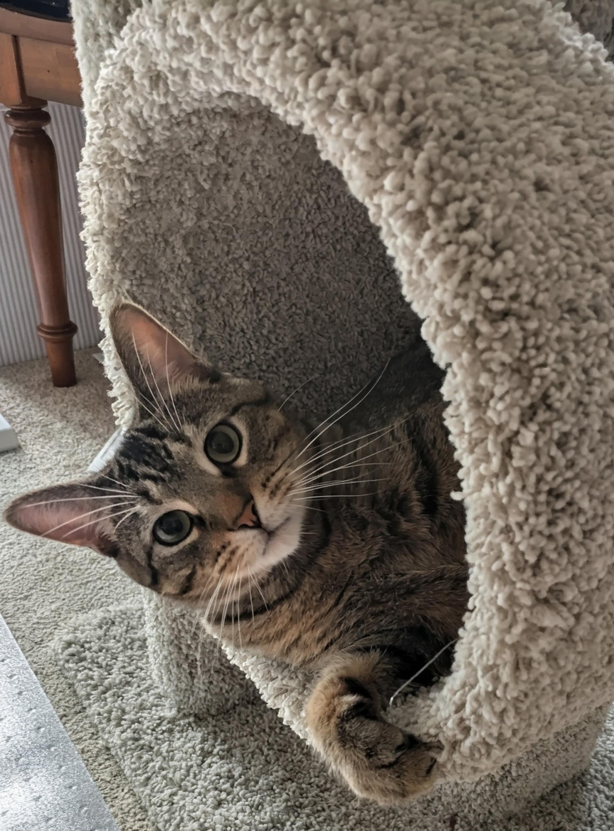 Simba, a Adoptable mixed breed in Minneapolis, MN image 1/6