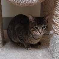 Enlarge Simba, a Adoptable mixed breed in Minneapolis, MN image 2/3