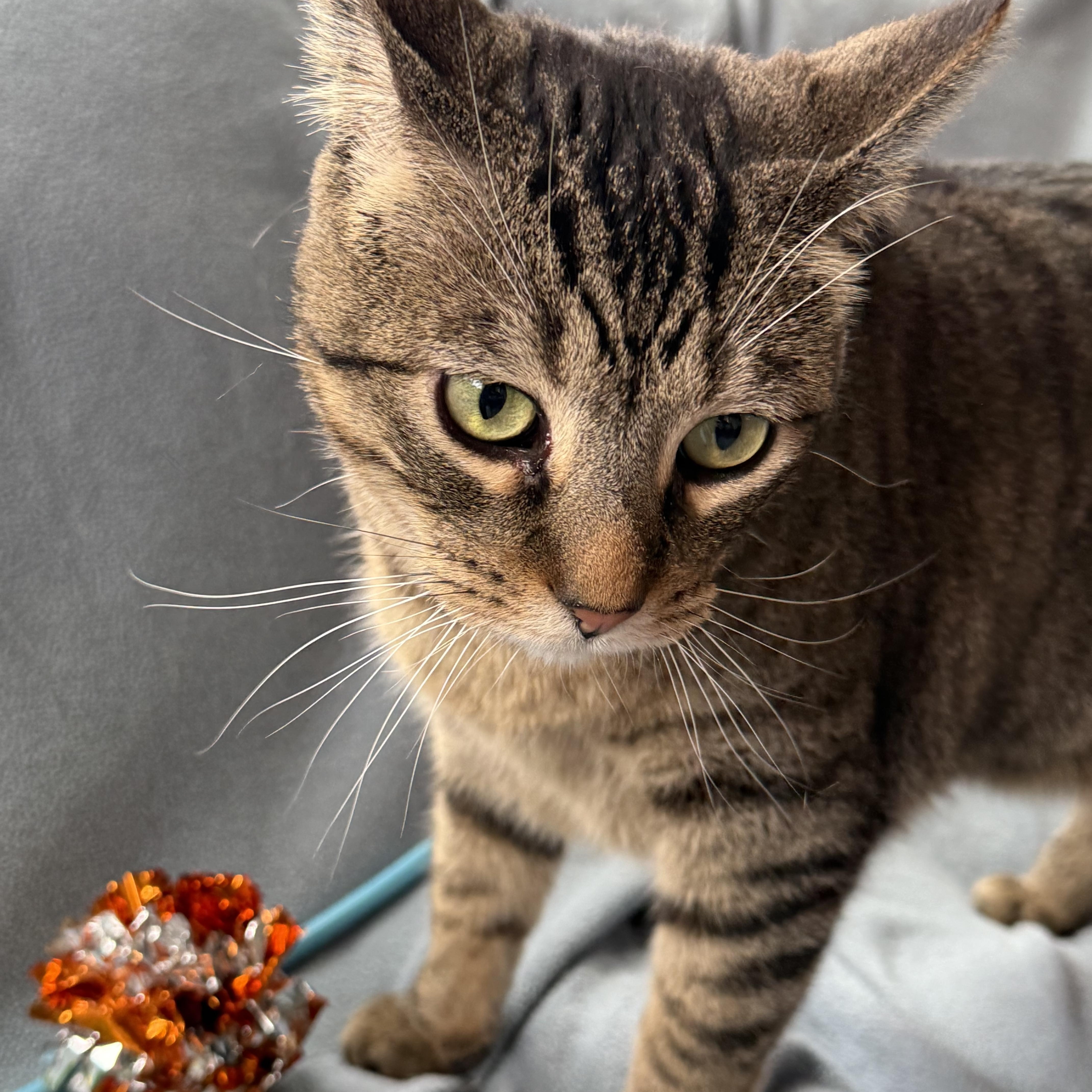 Simba, a Adoptable mixed breed in Minneapolis, MN image 3/6