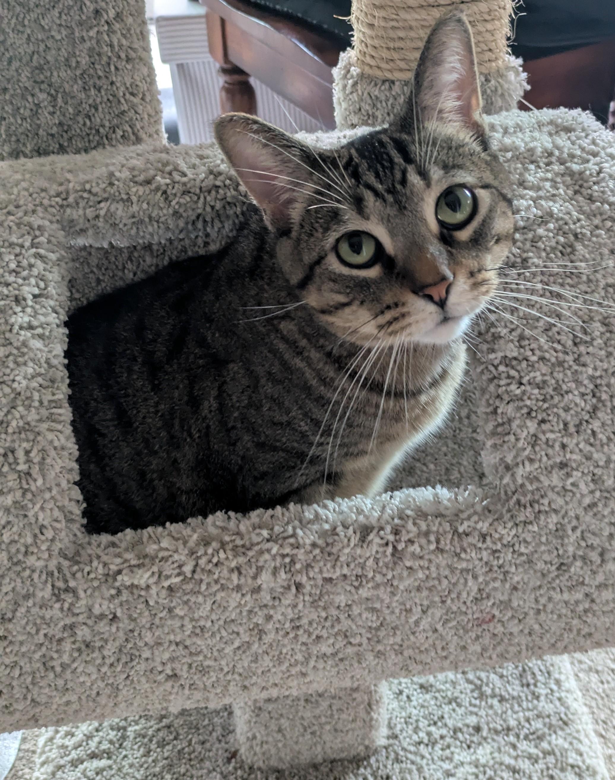 Simba, a Adoptable mixed breed in Minneapolis, MN image 6/6