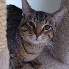 Enlarge Simba, a Adoptable mixed breed in Minneapolis, MN image 1/3