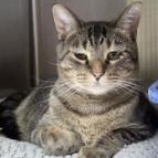 Enlarge Simba, a Adoptable mixed breed in Minneapolis, MN image 3/3