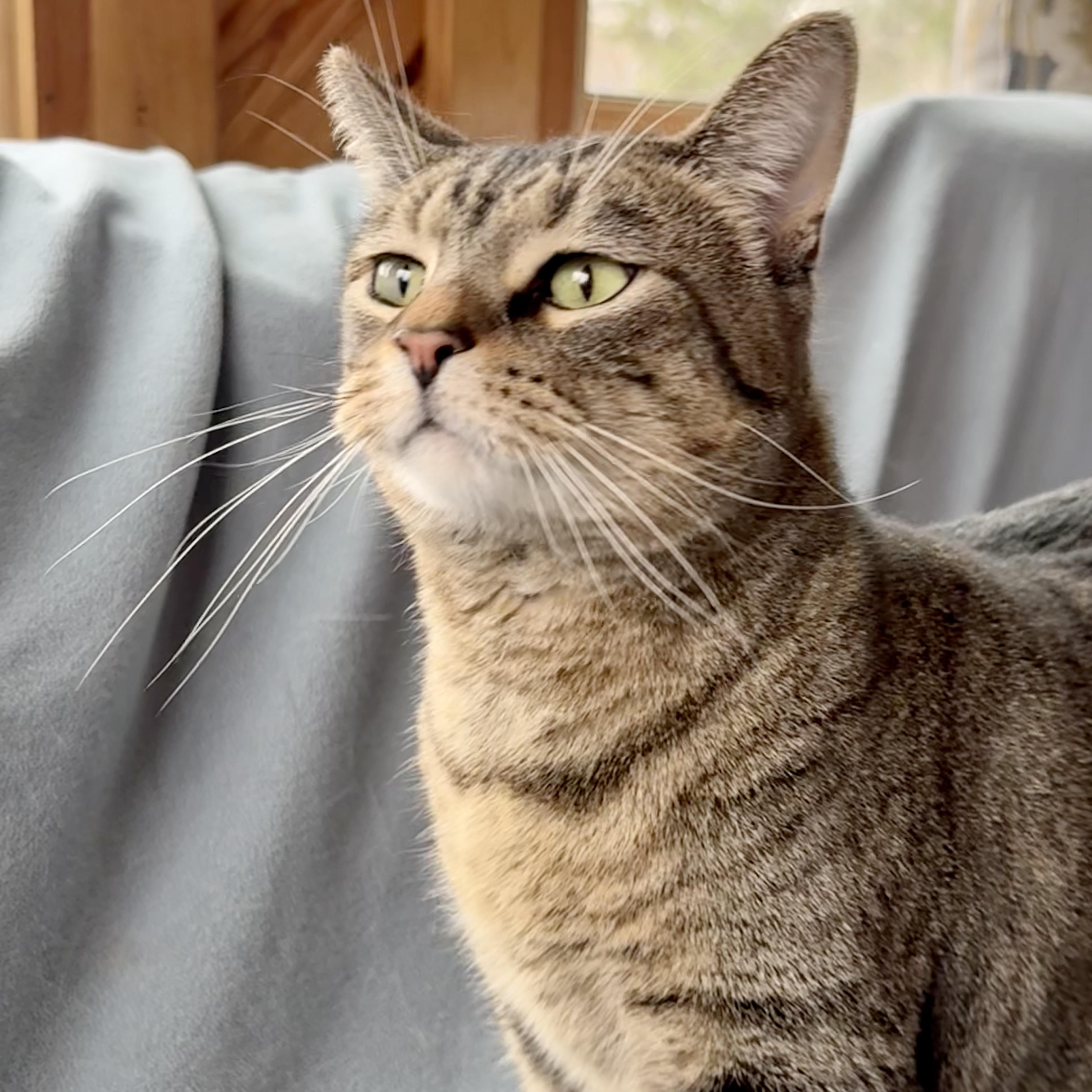Simba, a Adoptable mixed breed in Minneapolis, MN image 2/6