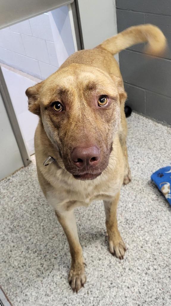 Bobby, a Adopted mixed breed in Medford, WI image 2/2