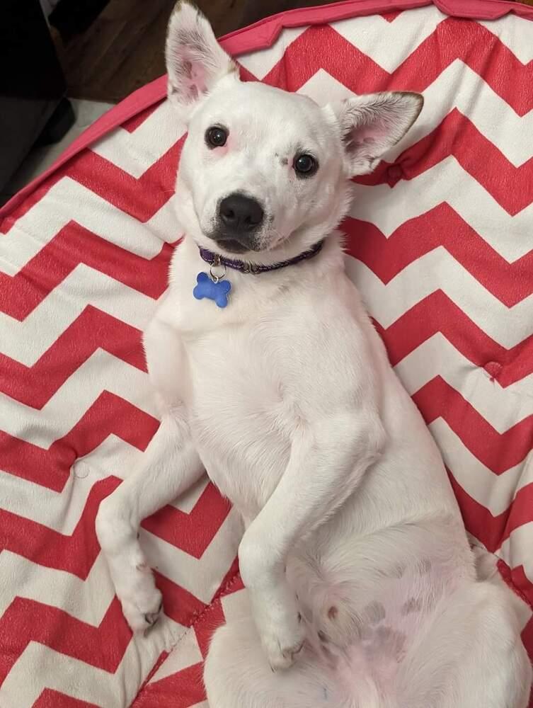 Enlarge Little Rocky, a Adoptable mixed breed in Waunakee, WI image 4/6