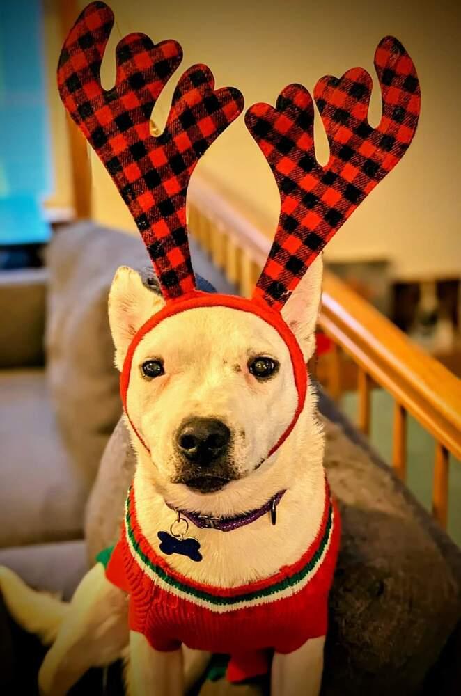 Enlarge Little Rocky, a Adoptable mixed breed in Waunakee, WI image 5/6