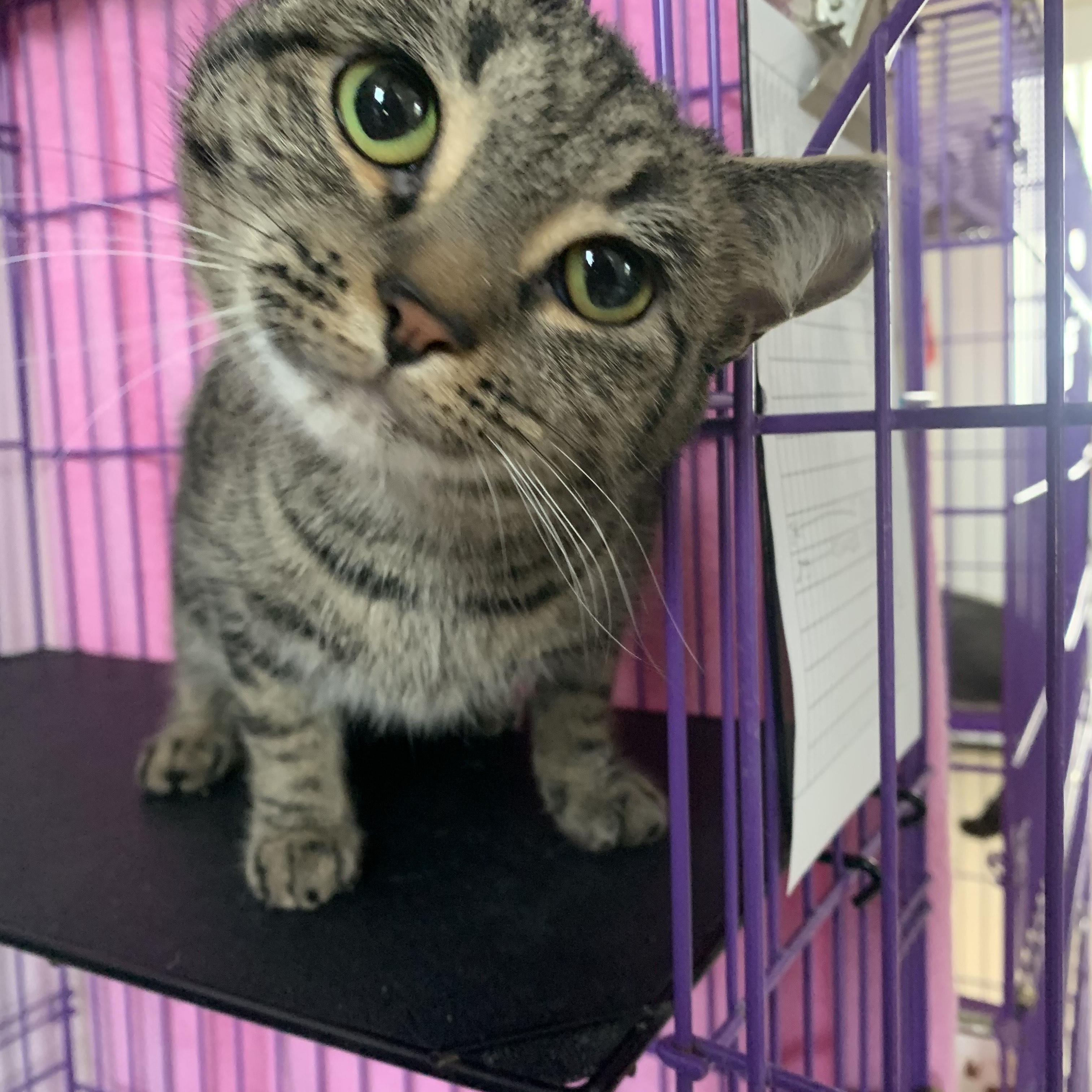 T.K., an adoptable Domestic Short Hair in Salisbury, MA, 01952 | Photo Image 2