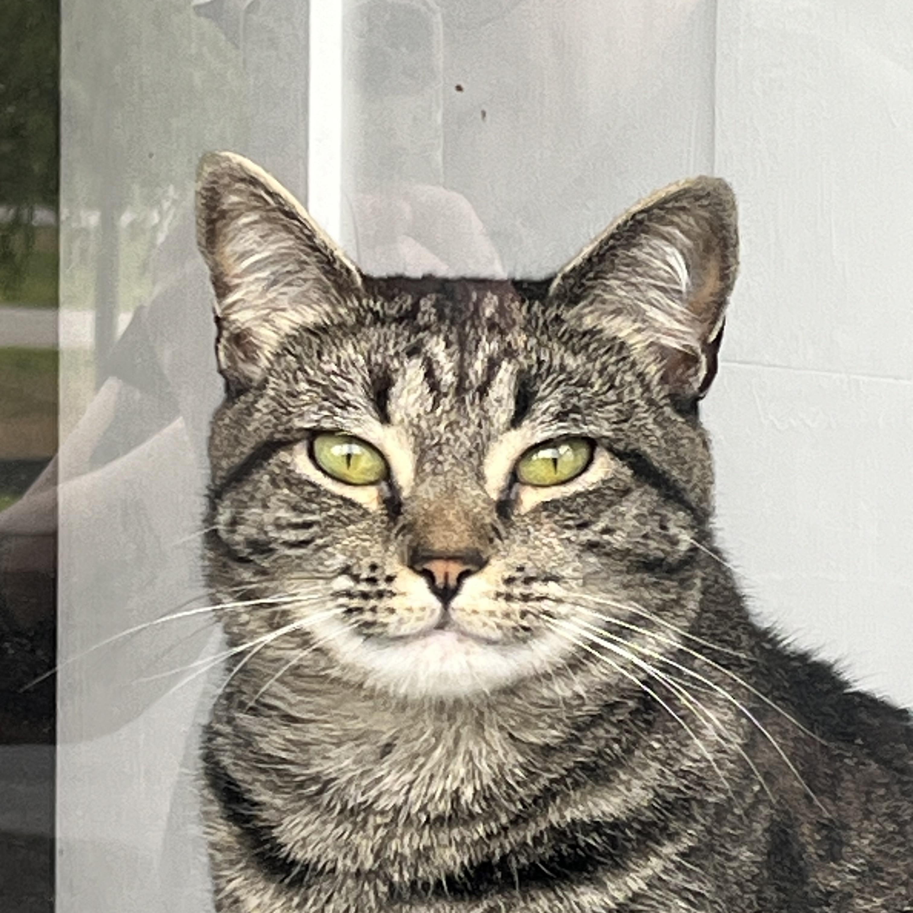 T.K., an adoptable Domestic Short Hair in Salisbury, MA, 01952 | Photo Image 4