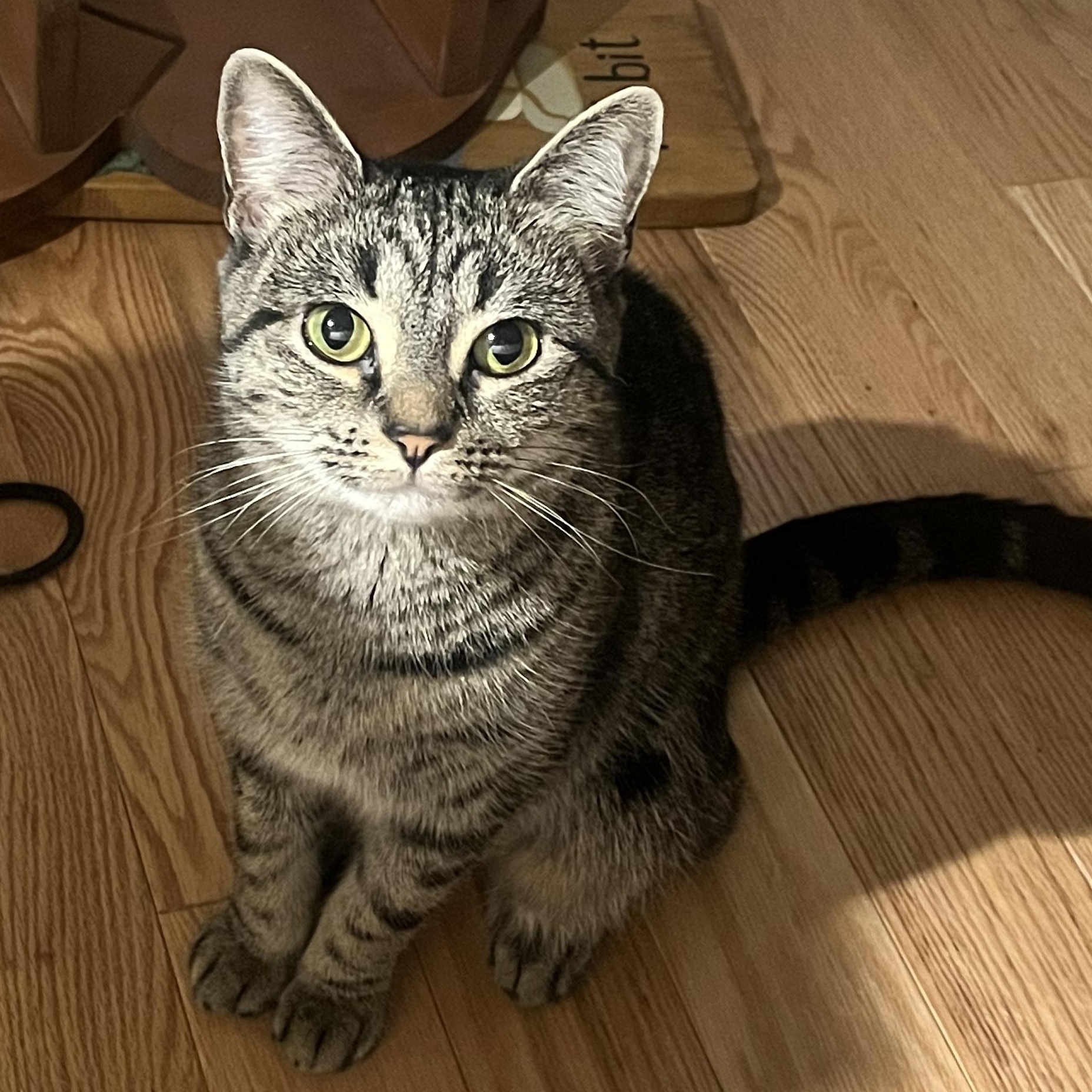 T.K., an adoptable Domestic Short Hair in Salisbury, MA, 01952 | Photo Image 1