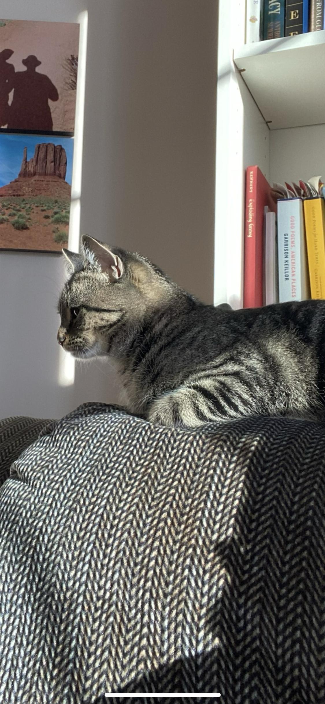 T.K., an adoptable Domestic Short Hair in Salisbury, MA, 01952 | Photo Image 3