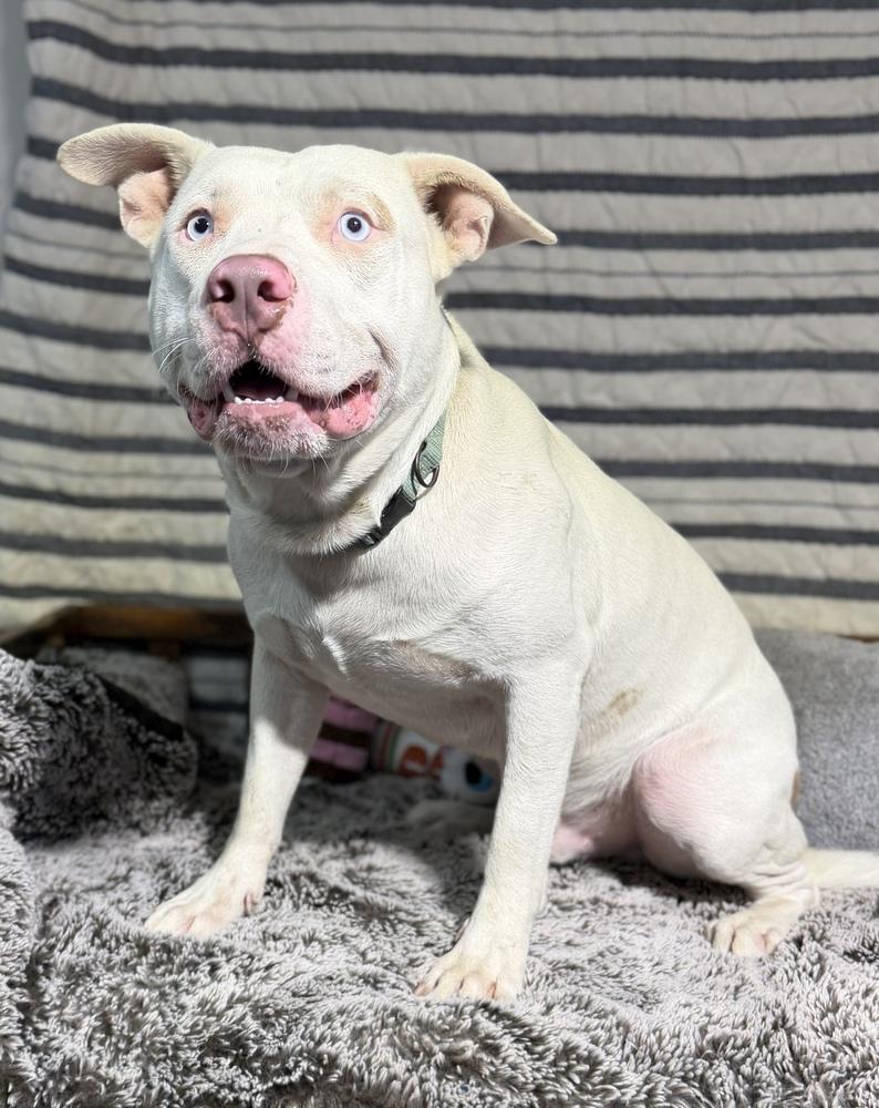 BUBBA, Adoptable, Young Male Staffordshire Bull Terrier.