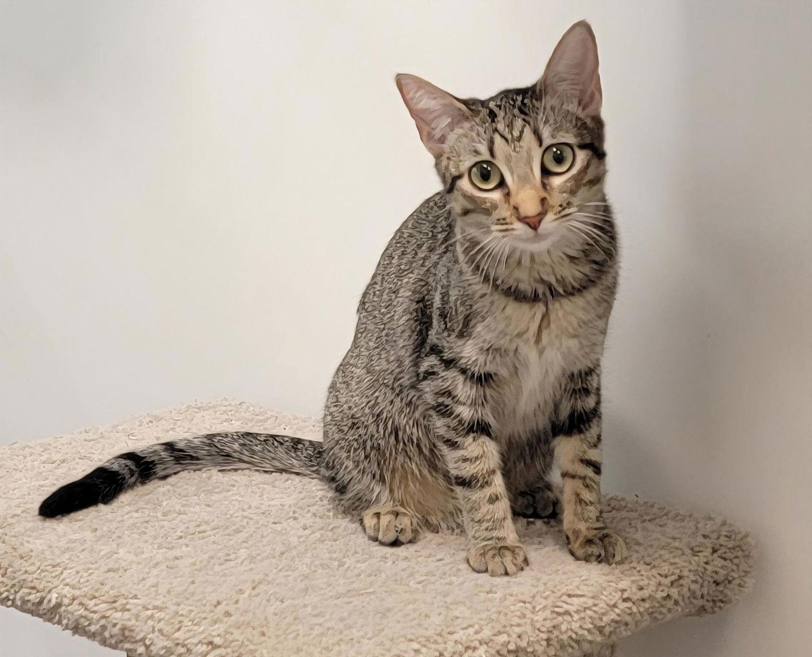 Andy, Adoptable, Kitten Female Domestic Short Hair & Tabby.