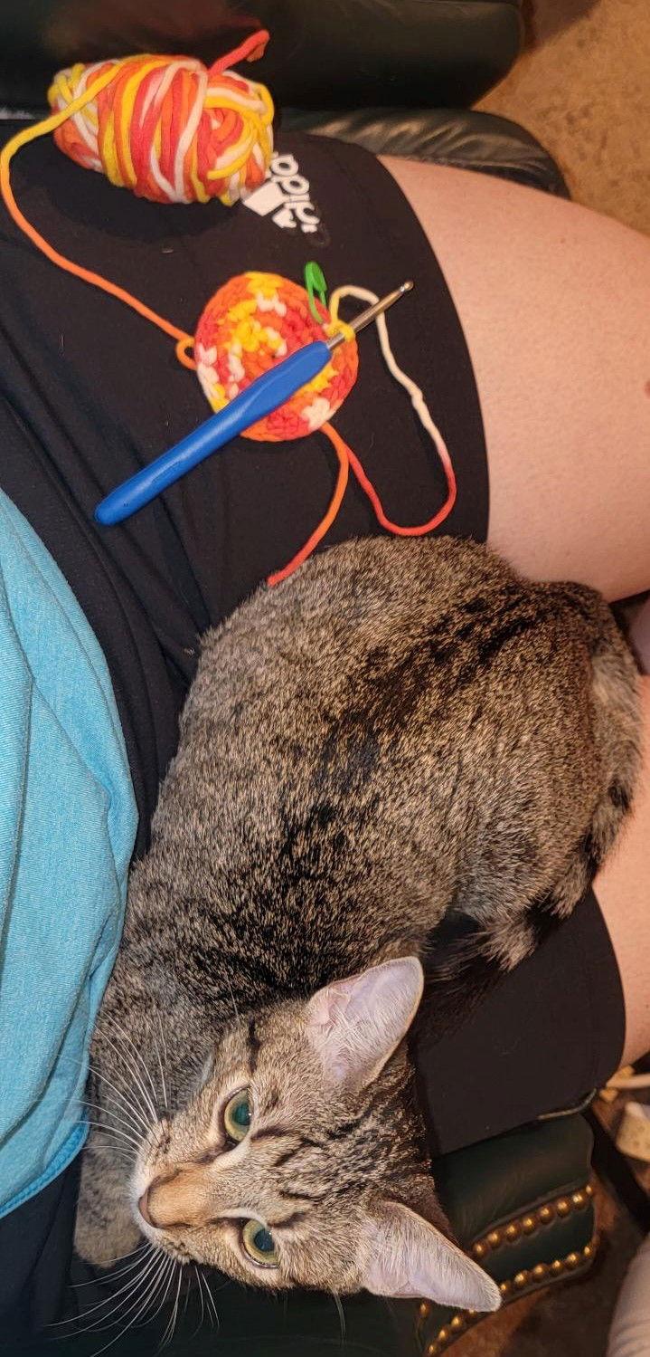 Enlarge Andy, a Adoptable mixed breed in Rosenberg, TX image 3/3