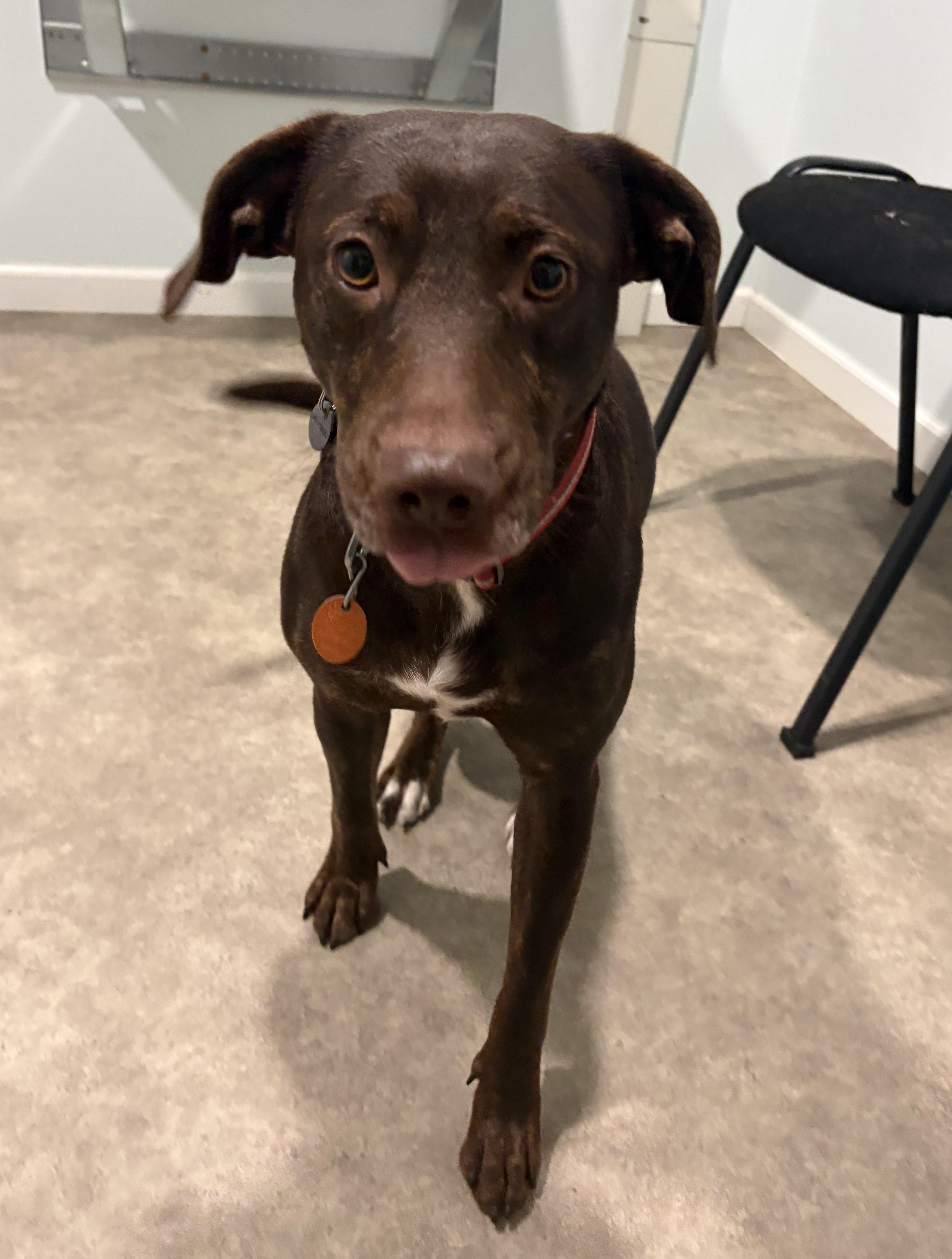 Enlarge Tina, a Adoptable mixed breed in Grant, NE image 3/5