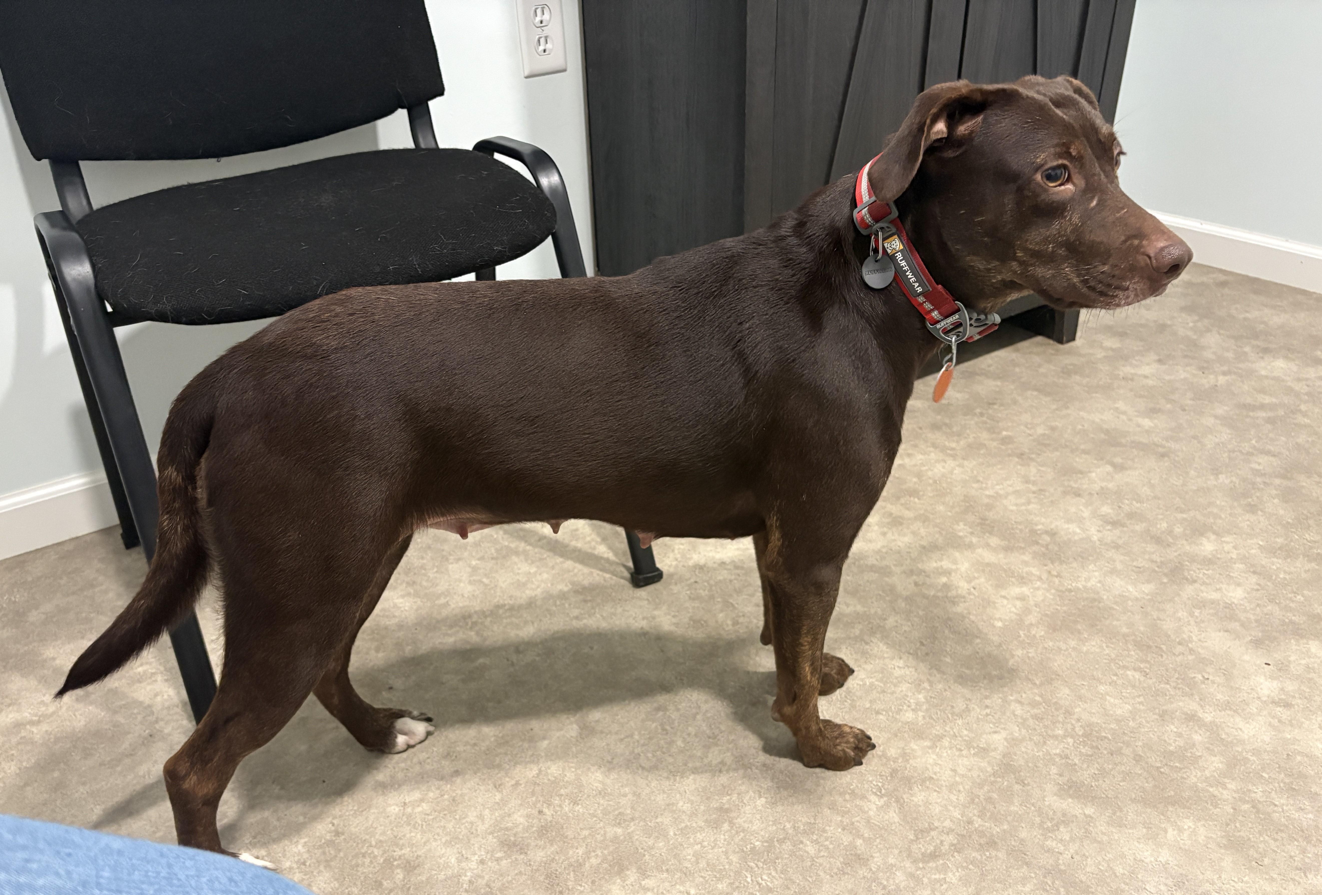 Enlarge Tina, a Adoptable mixed breed in Grant, NE image 4/5