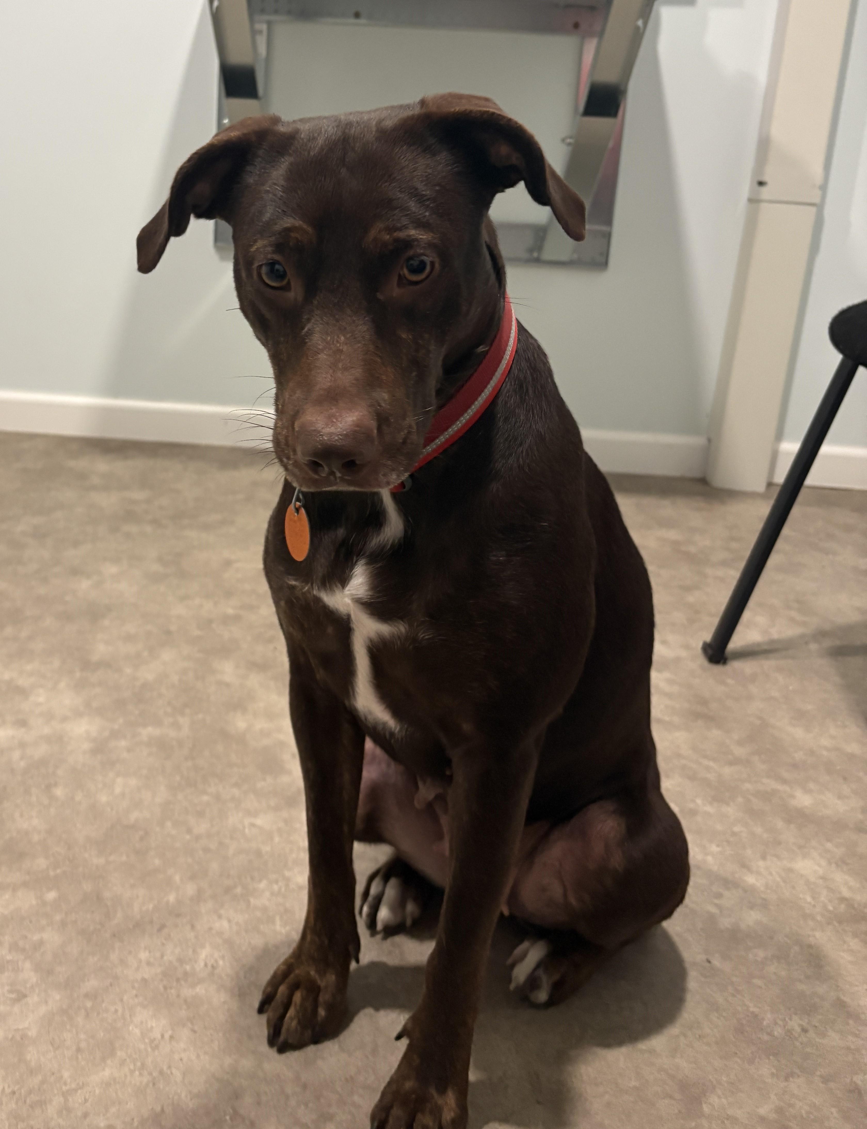 Enlarge Tina, a Adoptable mixed breed in Grant, NE image 5/5