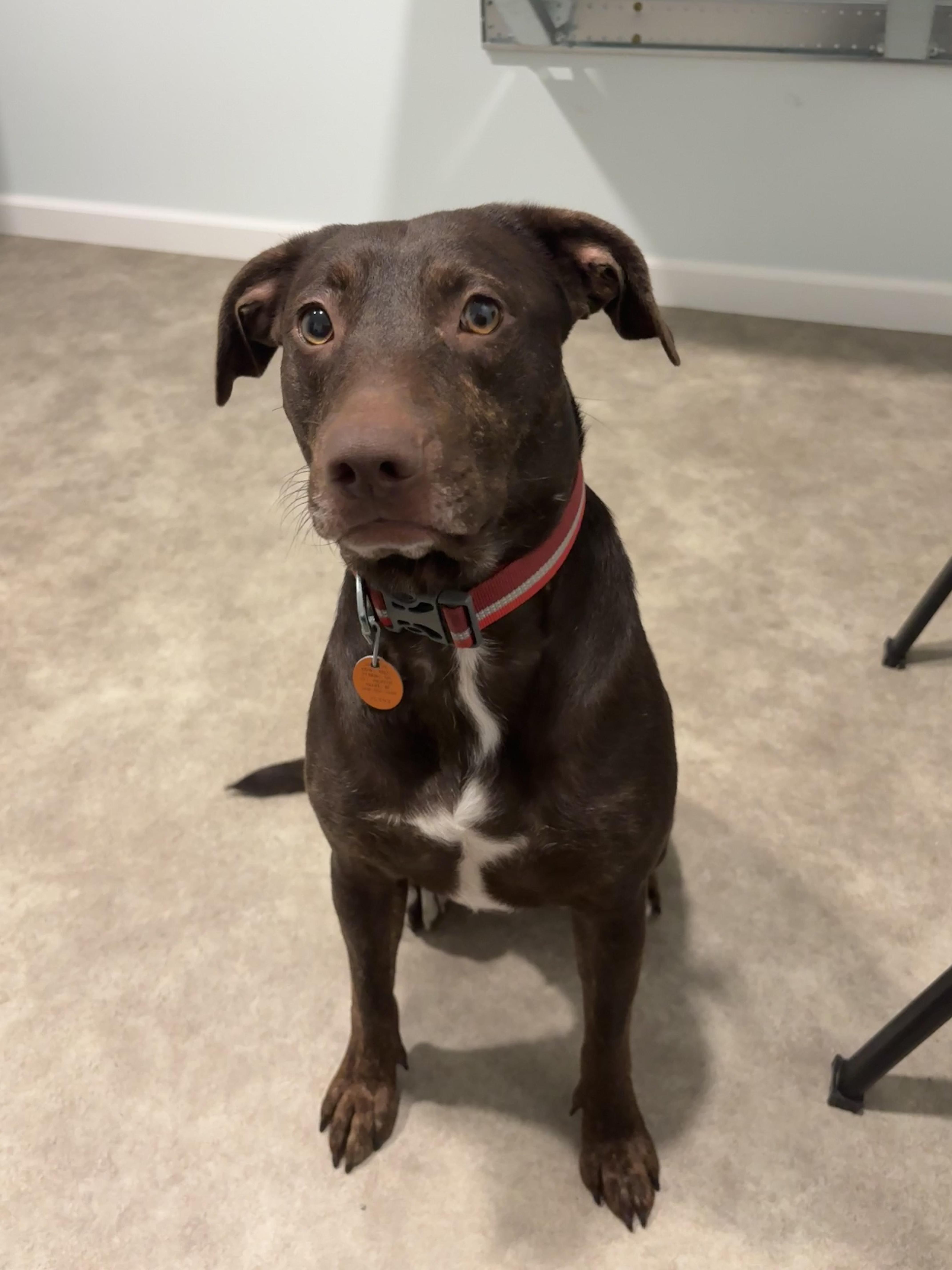 Tina, Adoptable, Adult Female Mountain Cur.