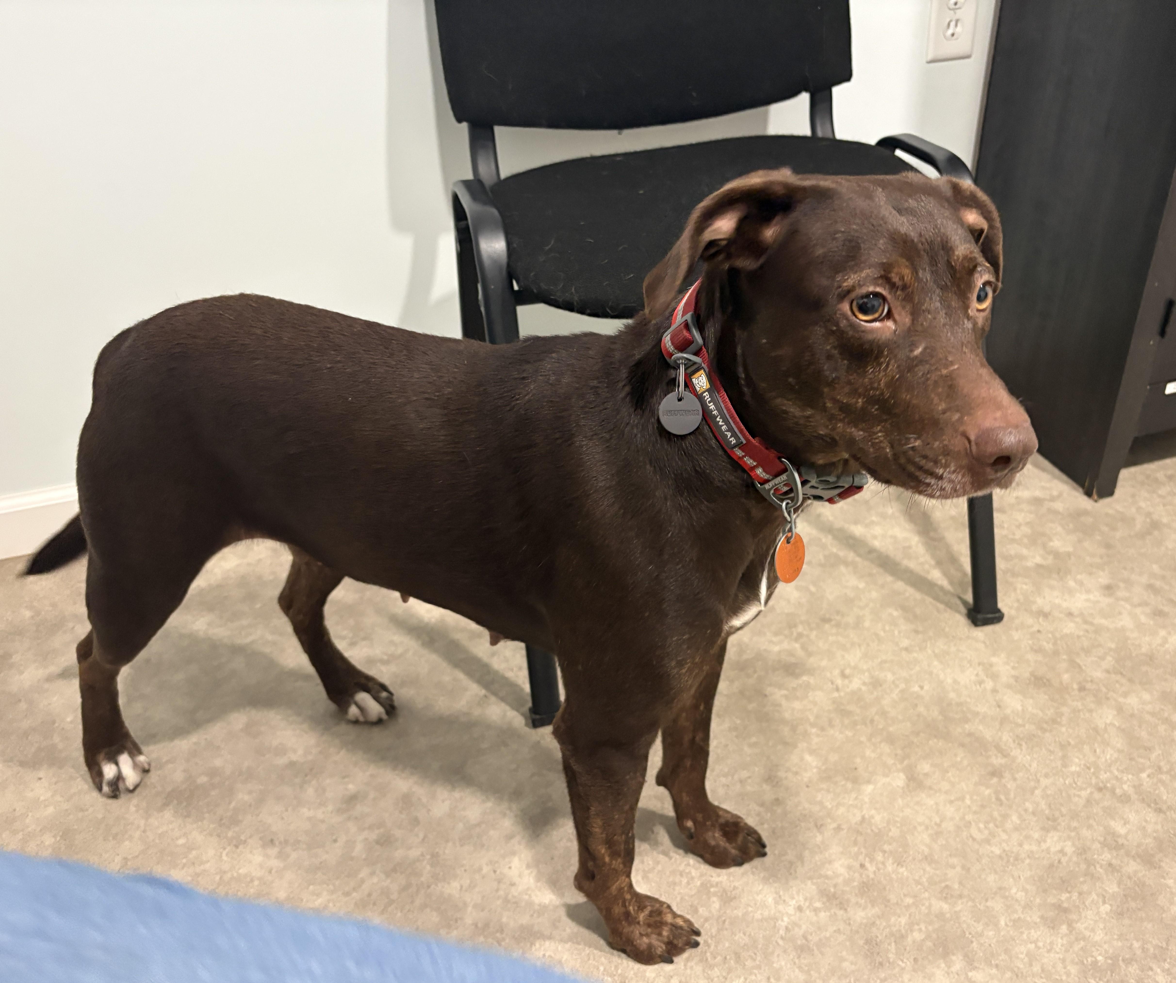 Enlarge Tina, a Adoptable mixed breed in Grant, NE image 2/5
