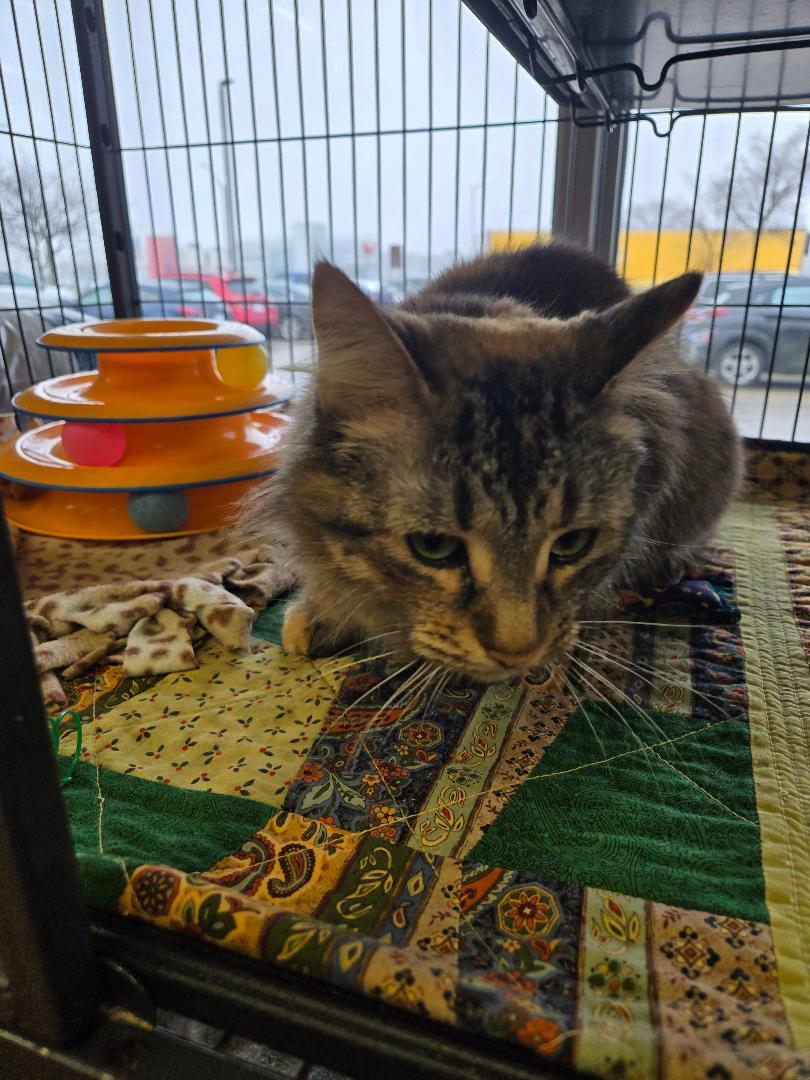 Lilith, adopted, Adult Female Domestic Long Hair & Torbie.