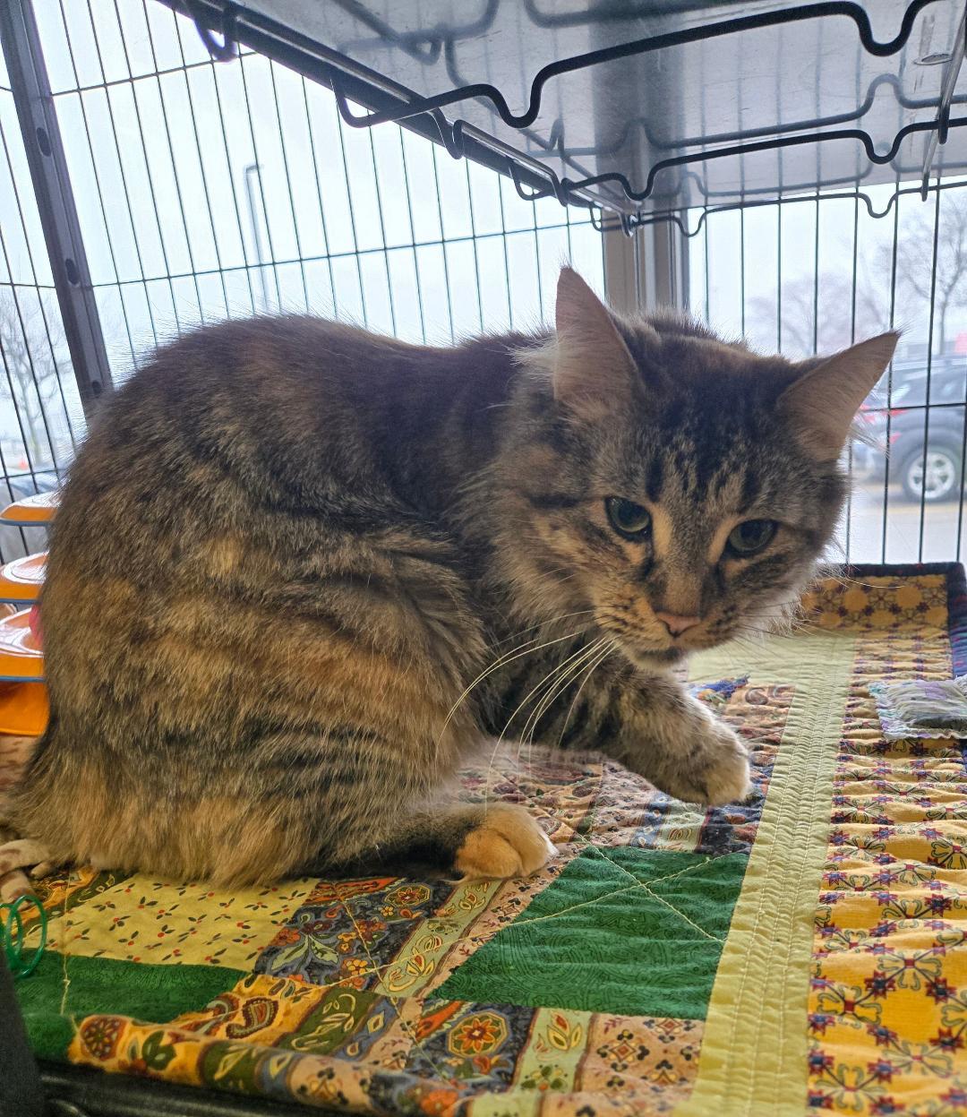 Enlarge Lilith, an adopted mixed breed in Hamilton, ON image 3/3