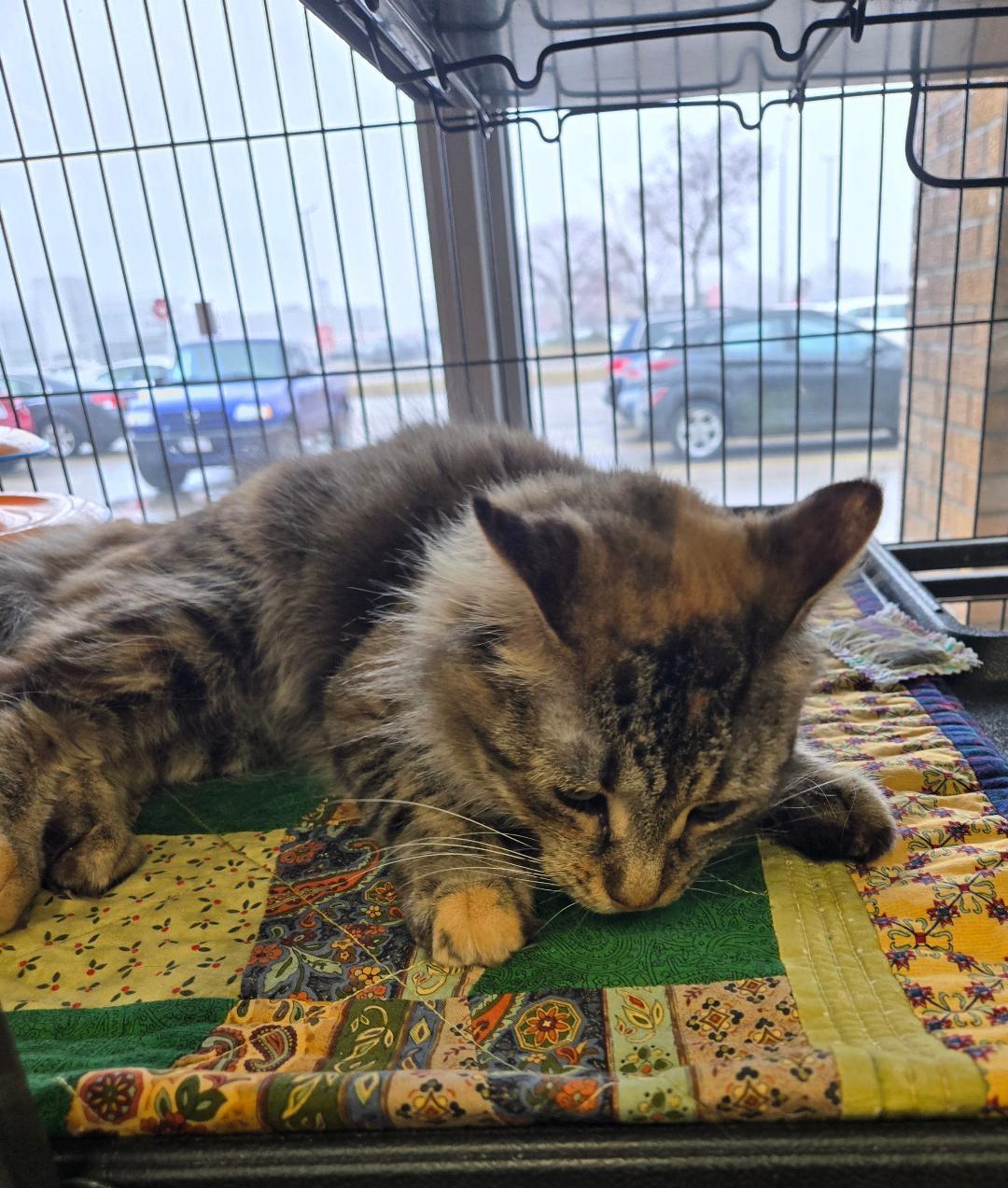 Enlarge Lilith, an adopted mixed breed in Hamilton, ON image 2/3