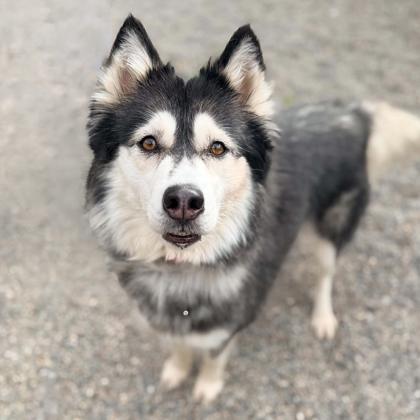 Louise, Adoptable, Adult Female Mixed Breed.