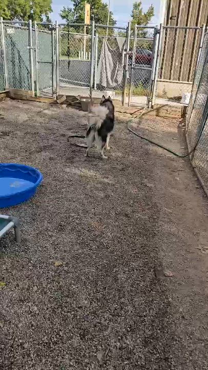 Enlarge Louise, a Adoptable Mixed Breed in Adrian, MI video 2/2