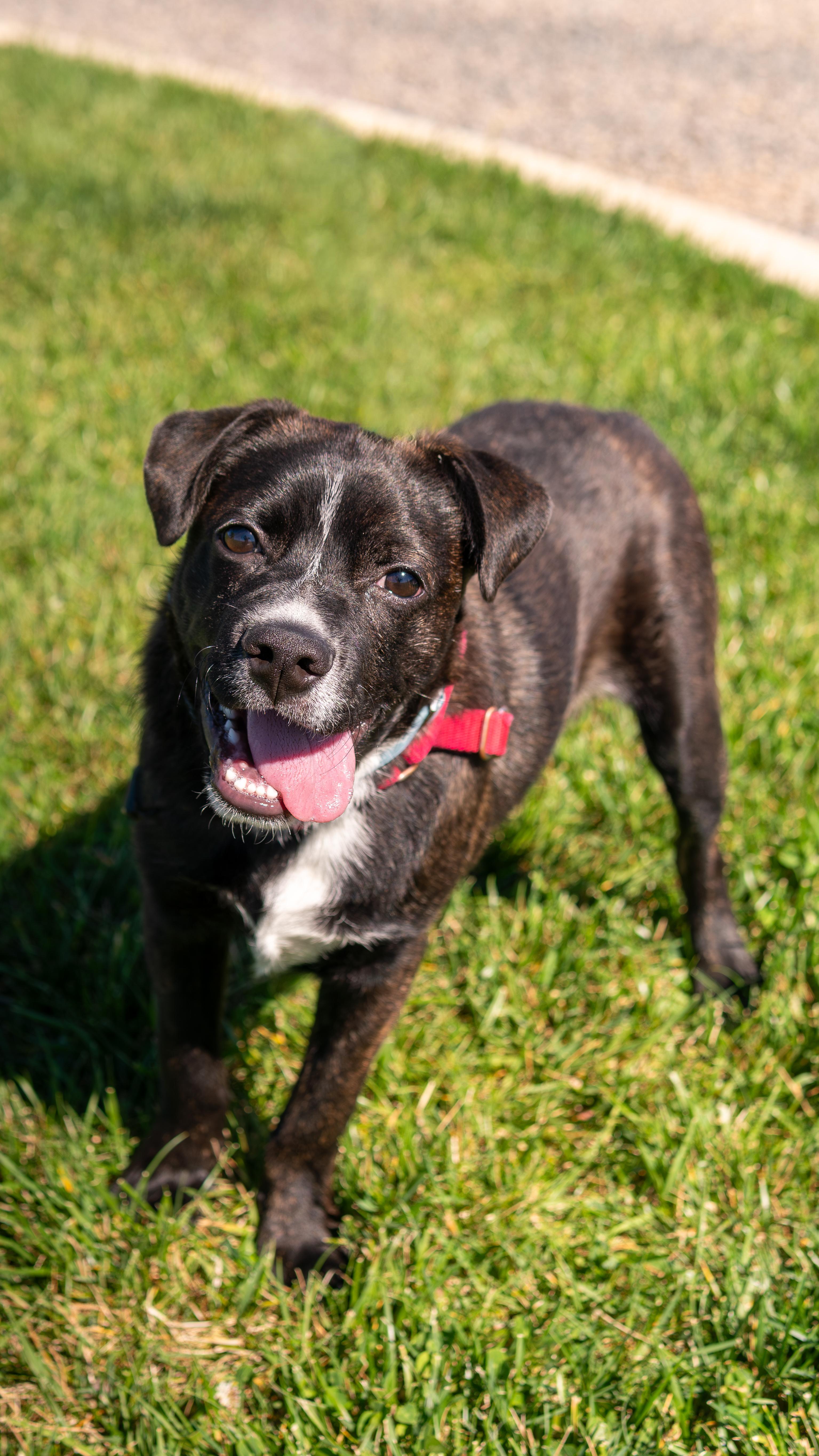 Frankie, Adoptable, Young Male Pit Bull Terrier & Pug.
