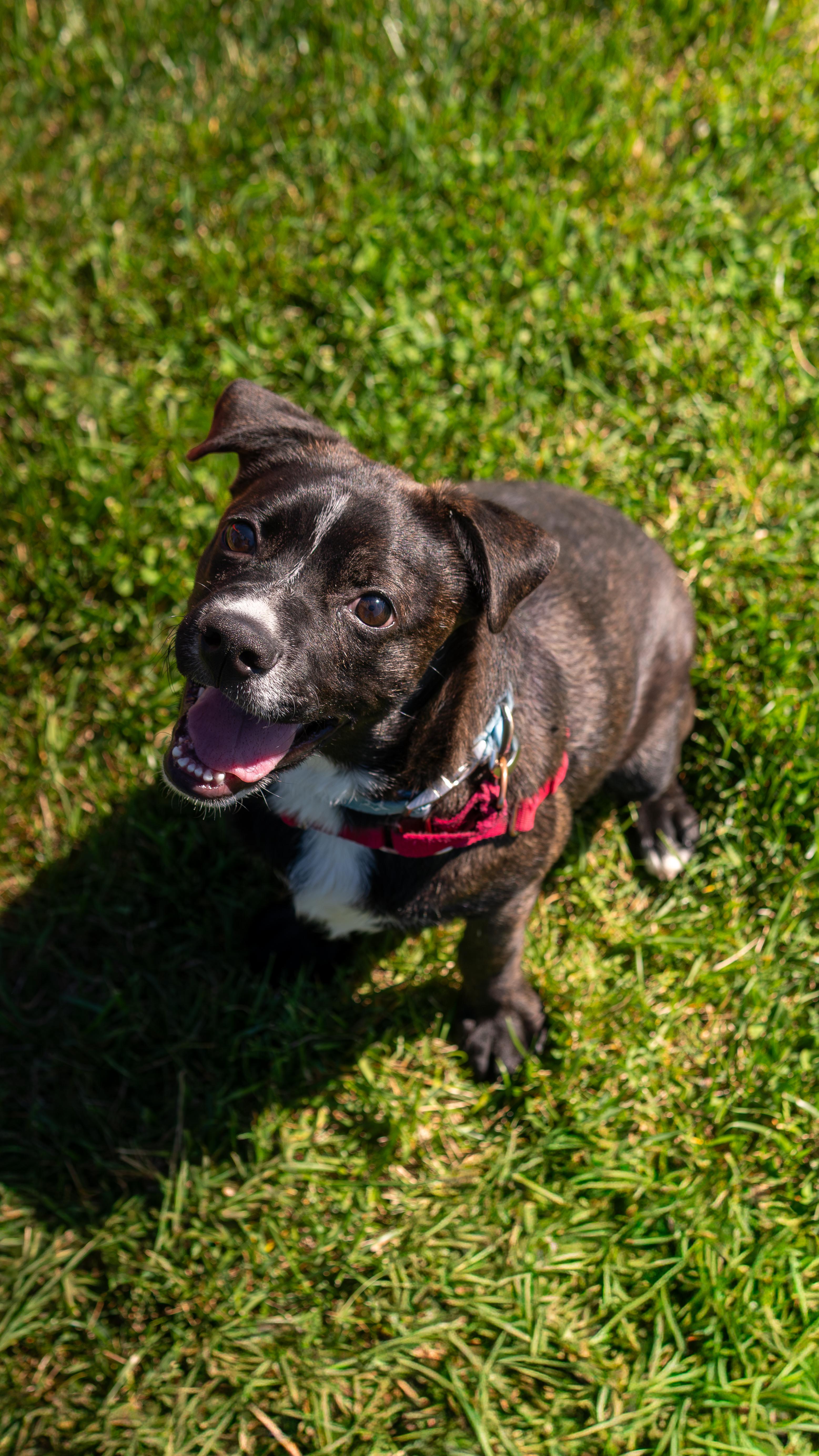Frankie - Adoption fee fully sponsored by Ace Hardware of Chico, Adoptable, Young Male Pit Bull Terrier & Pug.