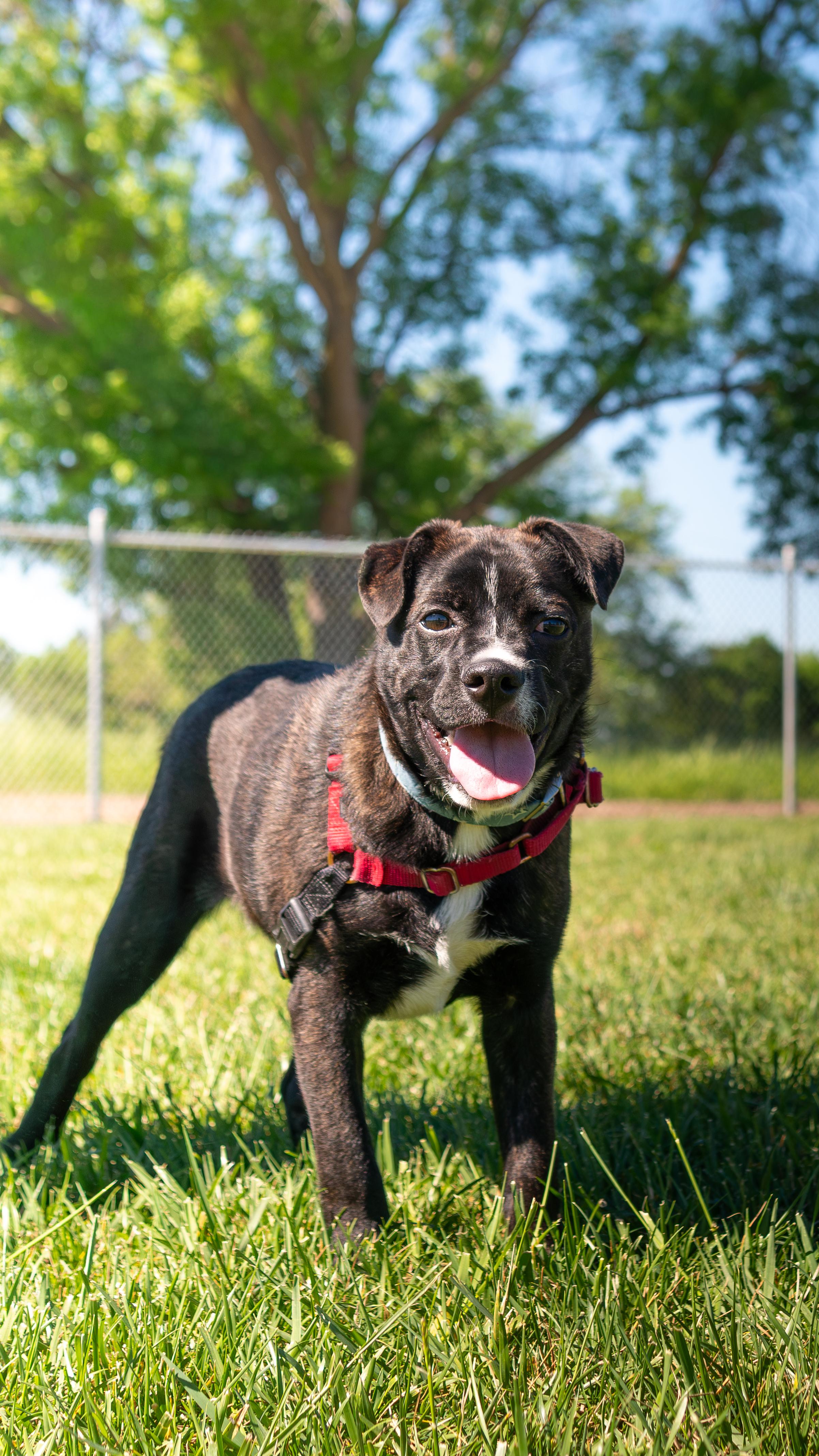 Enlarge Frankie, a Adoptable mixed breed in Chico, CA image 3/6