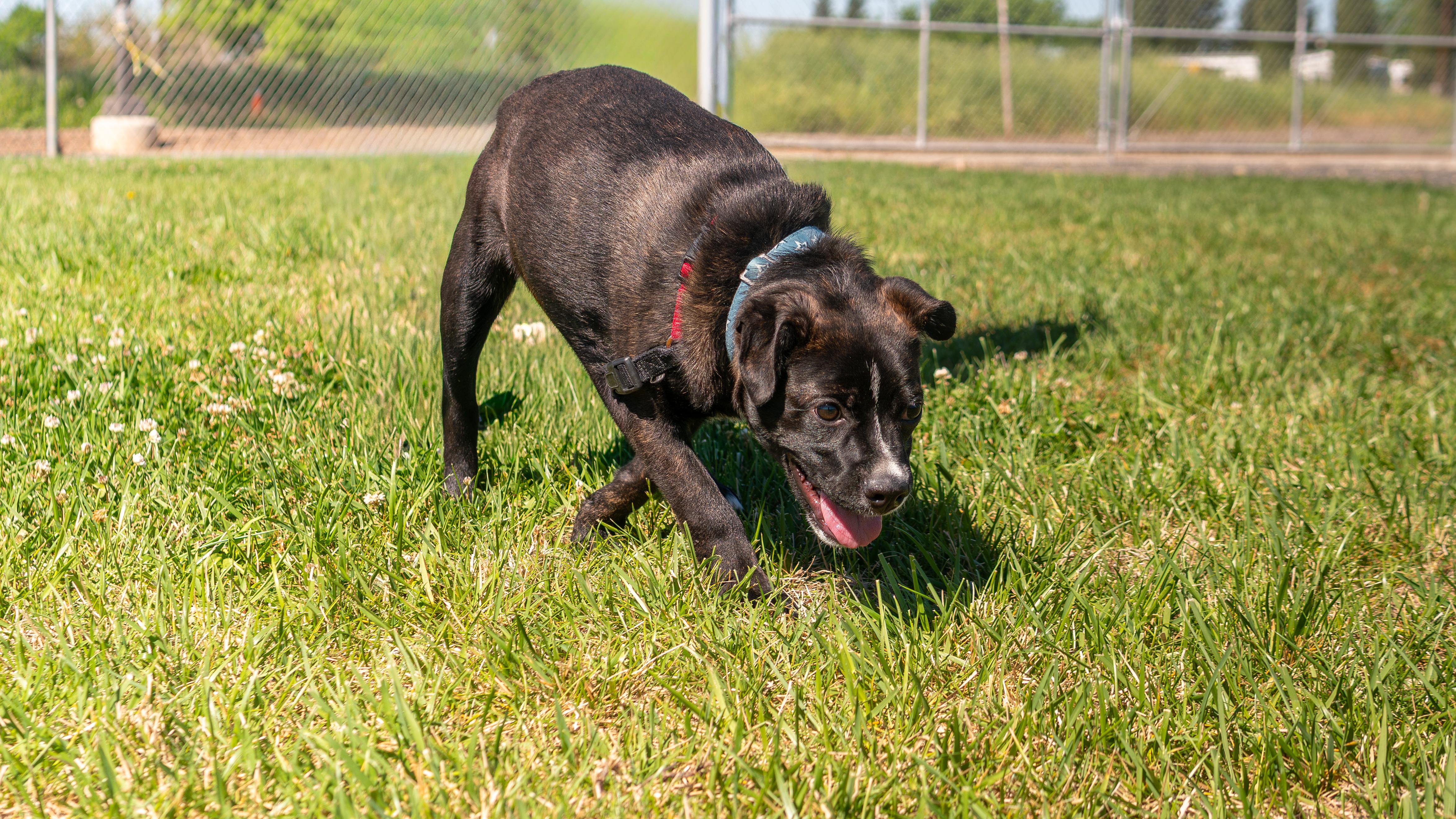Enlarge Frankie, a Adoptable mixed breed in Chico, CA image 4/6