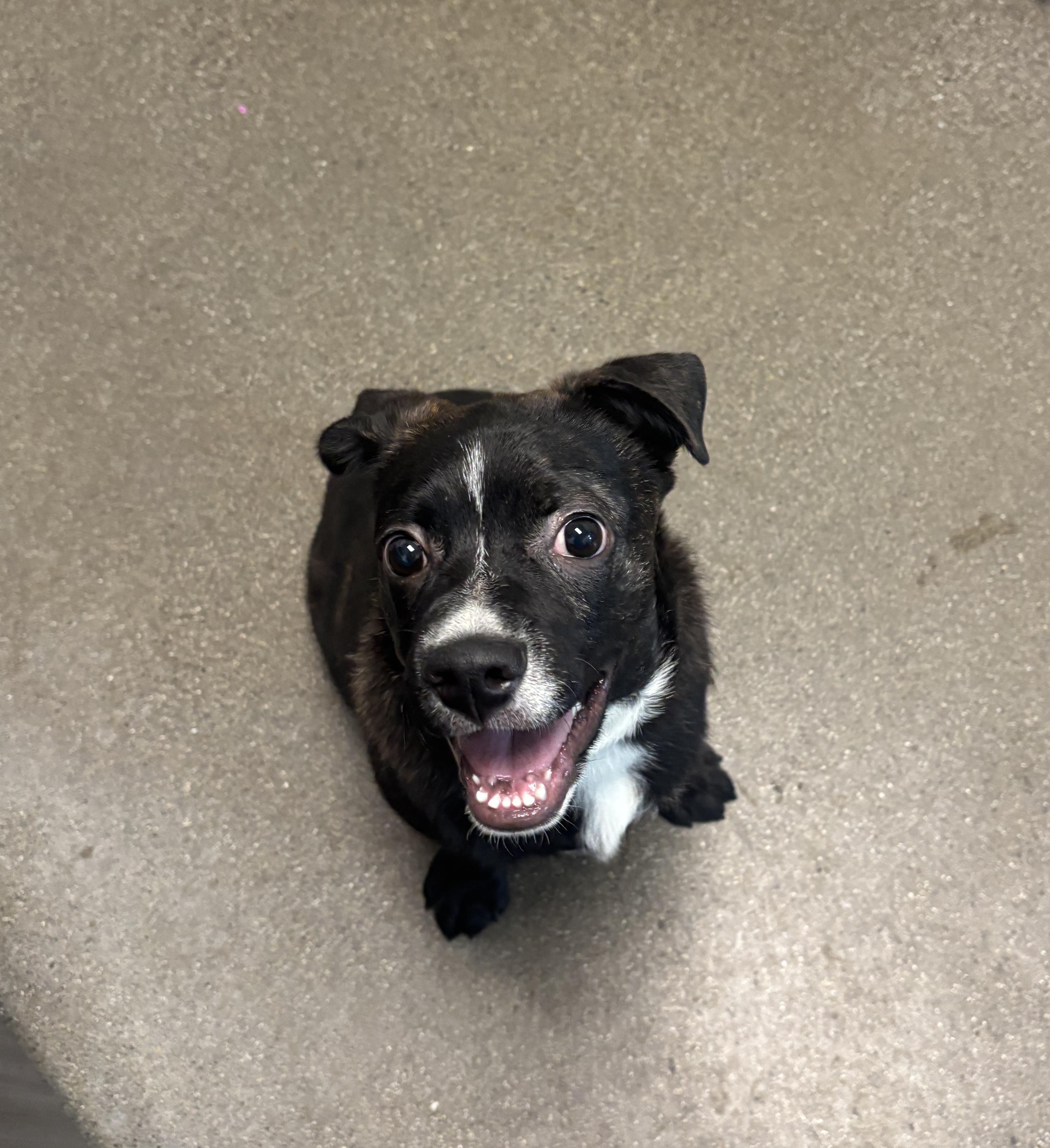 Enlarge Frankie, a Adoptable mixed breed in Chico, CA image 1/2