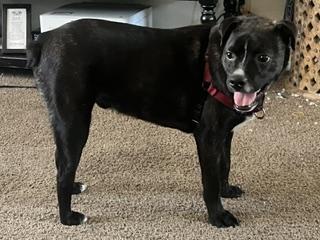 Enlarge Frankie - Adoption fee fully sponsored by Ace Hardware of Chico, a Adoptable mixed breed in Chico, CA image 4/6