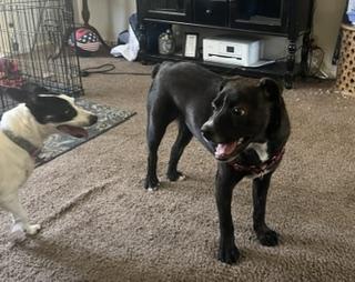 Enlarge Frankie - Adoption fee fully sponsored by Ace Hardware of Chico, a Adoptable mixed breed in Chico, CA image 5/6