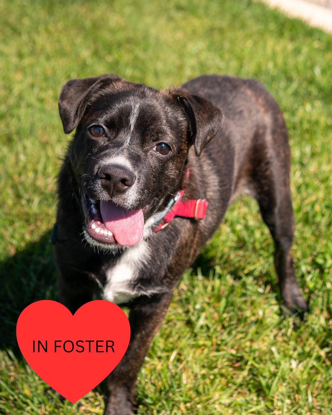 Enlarge Frankie - Adoption fee fully sponsored by Ace Hardware of Chico, a Adoptable mixed breed in Chico, CA image 6/6