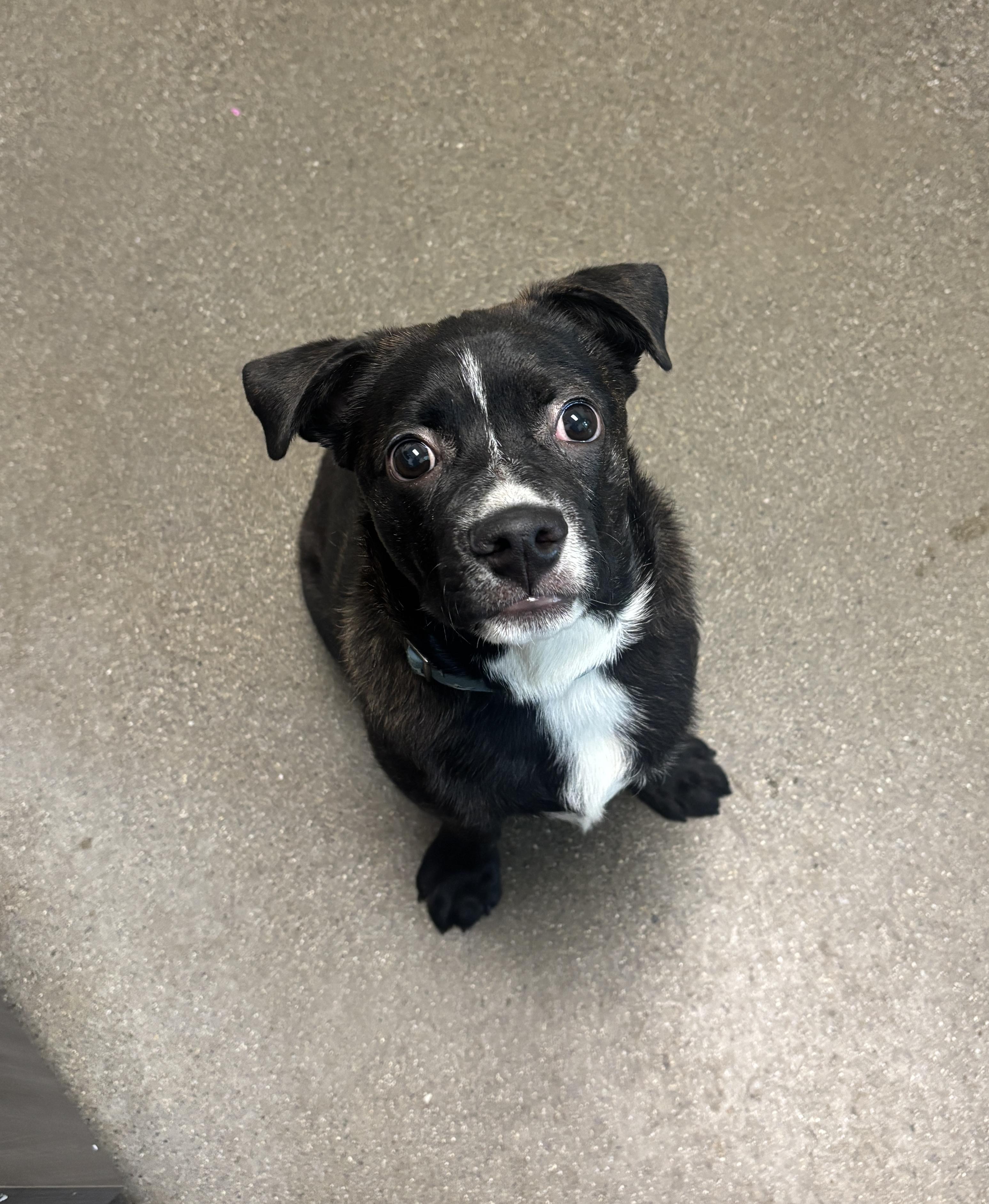 Enlarge Frankie, a Adoptable mixed breed in Chico, CA image 2/2