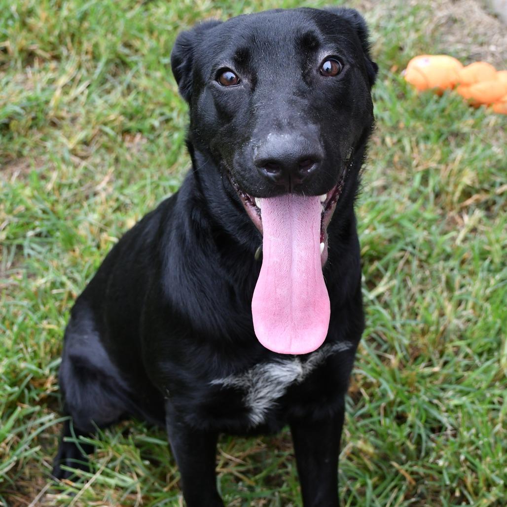 Clyde, Adoptable, Young Male Black Labrador Retriever.