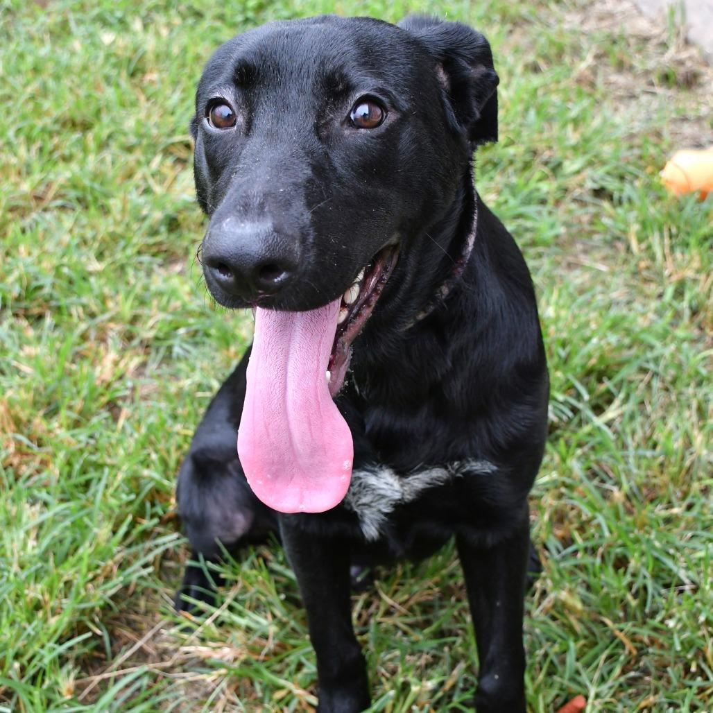 Enlarge Clyde, a Adoptable Black Labrador Retriever in Beaumont, TX image 2/3