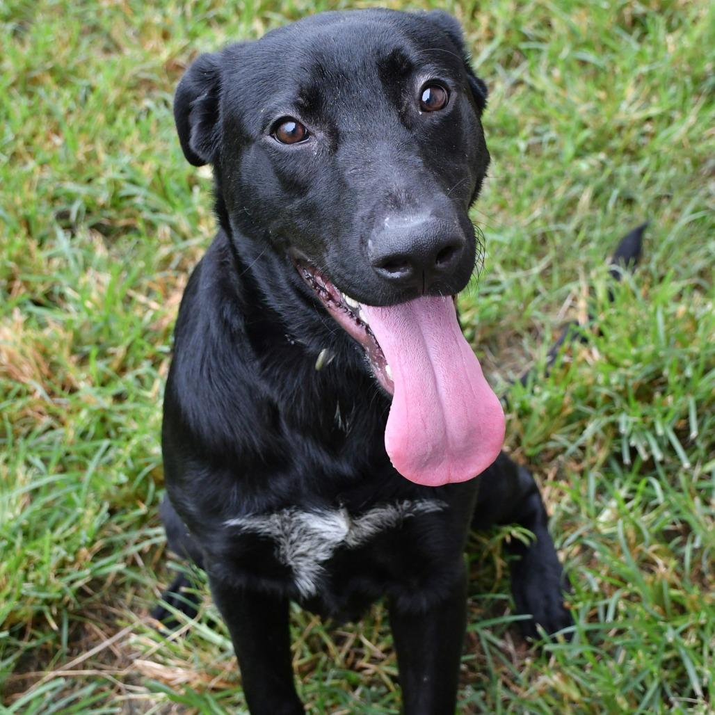 Enlarge Clyde, a Adoptable Black Labrador Retriever in Beaumont, TX image 3/3