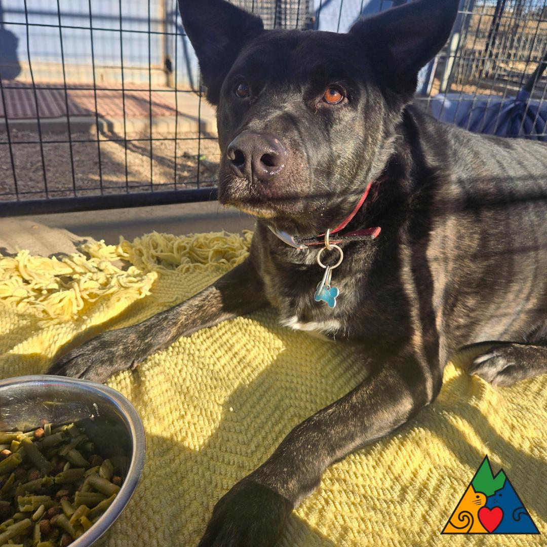 Baja, an adopted mixed breed in Douglas, WY image 3/3