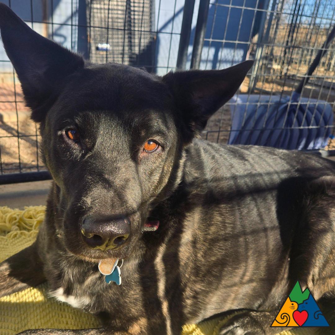 Baja, an adopted mixed breed in Douglas, WY image 1/3