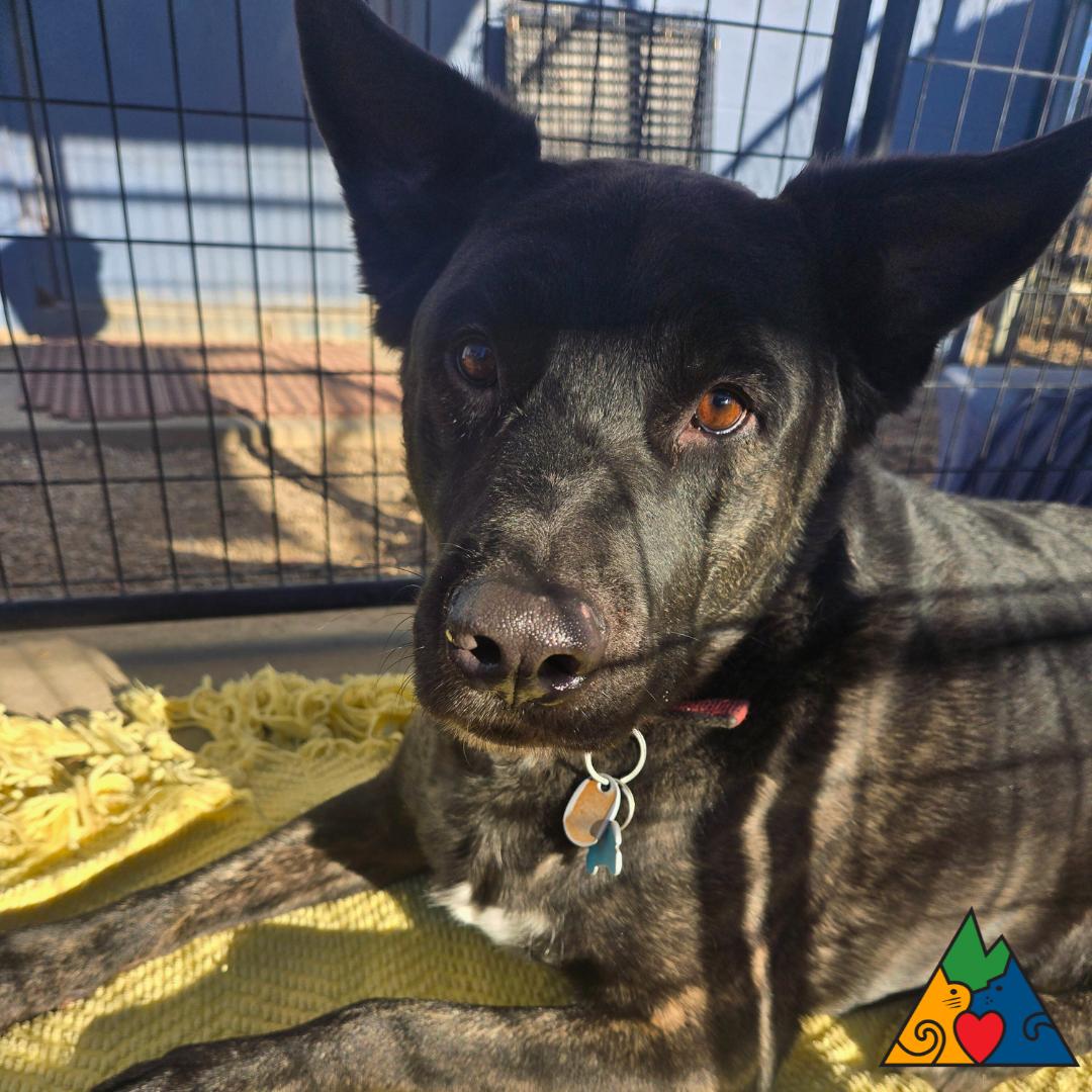 Baja, an adopted mixed breed in Douglas, WY image 2/3