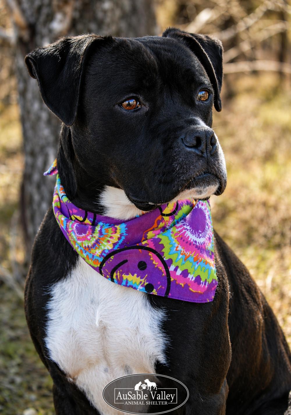 Enlarge Flynn, a ADOPTABLE mixed breed in Grayling, MI image 4/6