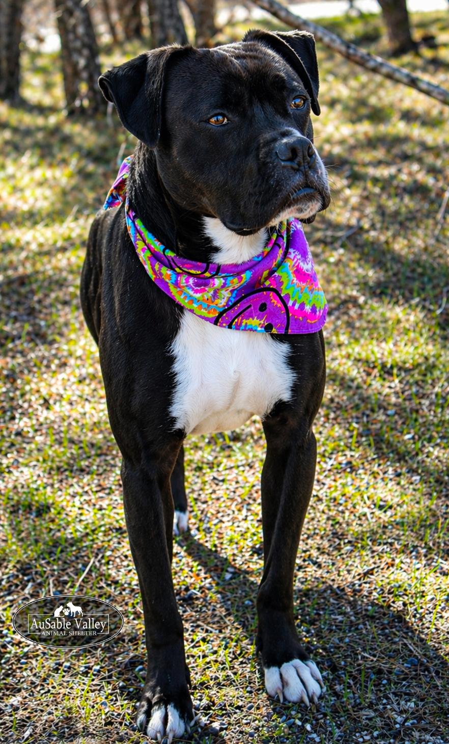 Enlarge Flynn, a ADOPTABLE mixed breed in Grayling, MI image 6/6