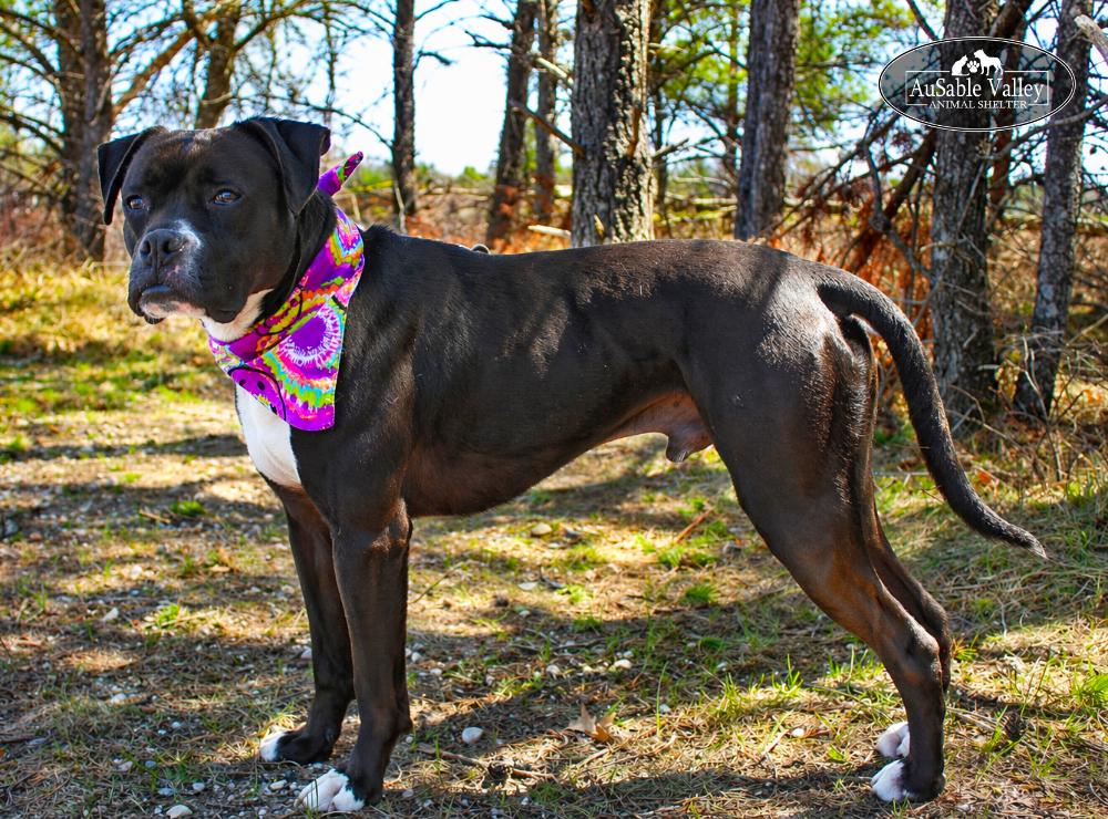 Enlarge Flynn, a ADOPTABLE mixed breed in Grayling, MI image 5/6